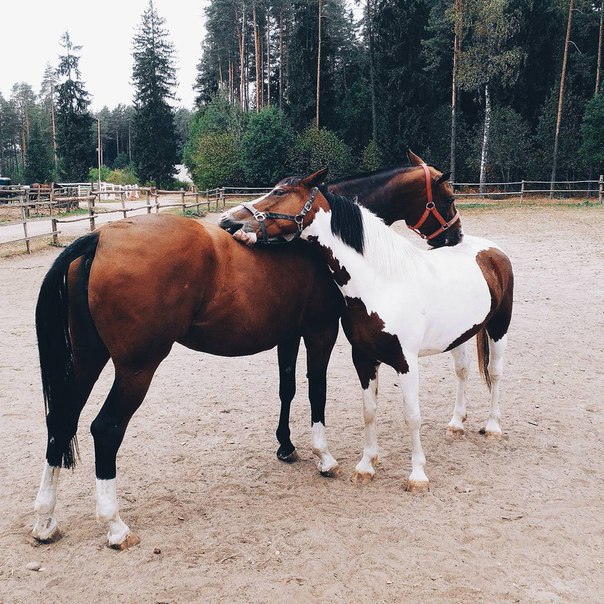 Прогулка на лошадях в Прилепском заповеднике