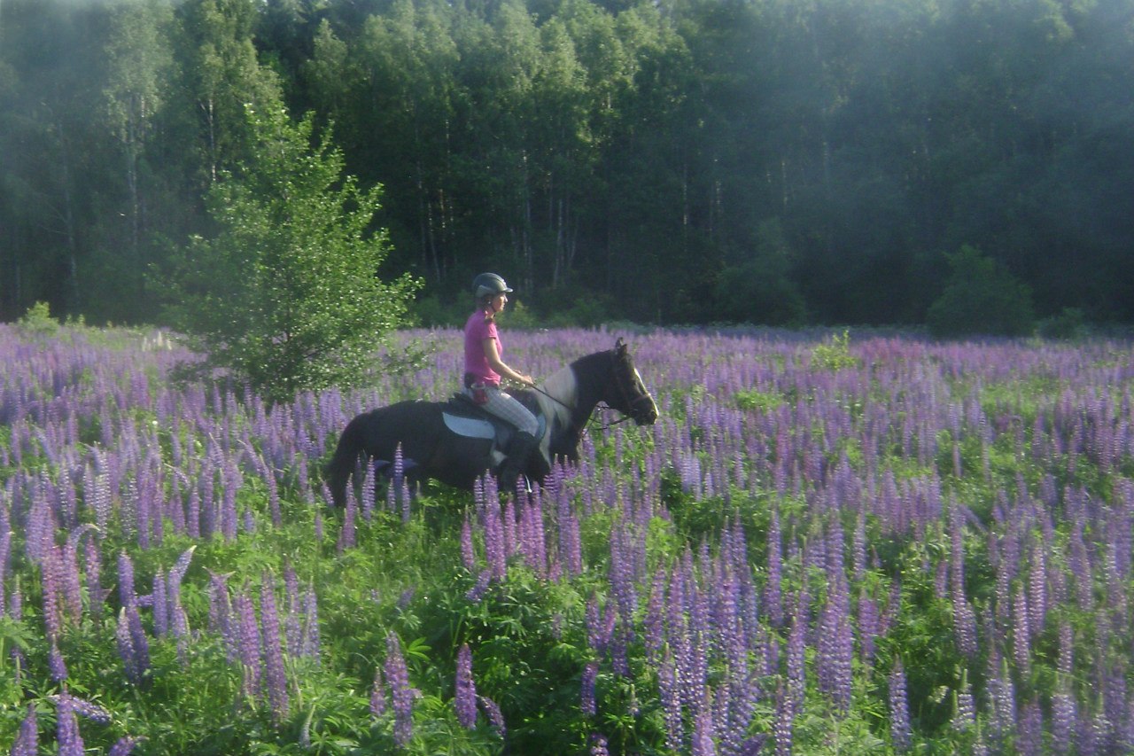 Катание на лошадях по живописной местности